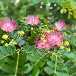 Flowers on a 'Rain Tree' - its leaflets fold up when it rains to let water pass easily to the ground