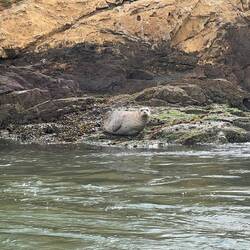 Seal on East Brothers Island
