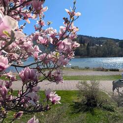 Schliersee