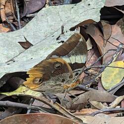 Suchbild (Schmetterling)