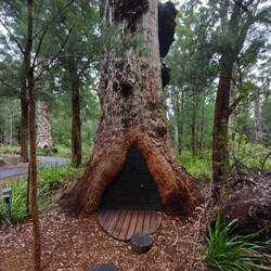 Giant Tingle Trees....