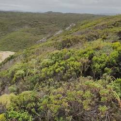 Conspicuous Cliff
