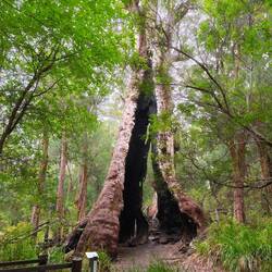 Giant Tingle Tree....