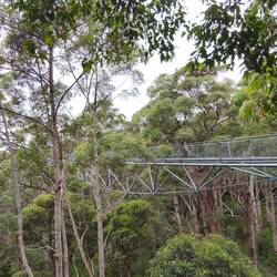 .. Tree Top Walk...