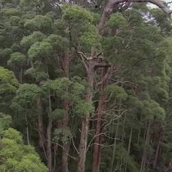 Tree Top Walk