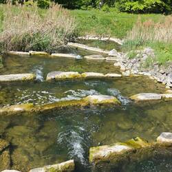 Fischtreppe