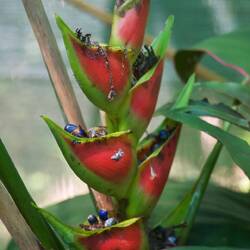 Ein paar Pflanzen aus Monikas Garten