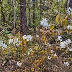 Felsenbirne (Amelanchier)