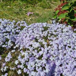 Polster-Phlox (Phlox subulata)