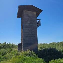 I climbed this tower to see the bridge better