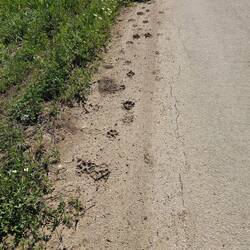 Paw prints in the mud