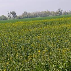 der Raps fängt an zu blühen
