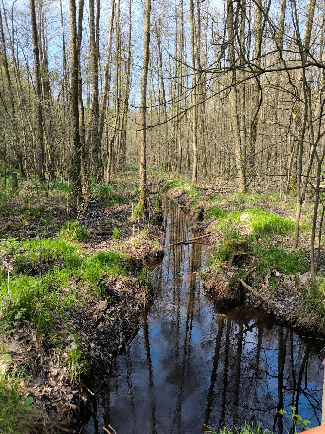 Torflöcher im Grunaer Wald