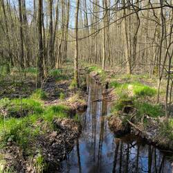Torflöcher im Grunaer Wald