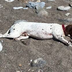 Snoopy spiaggiato