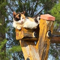 Uno dei gatti del campeggio