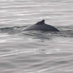 Ein Buckelwal🐳