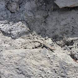 So many lizards here in Sisian!