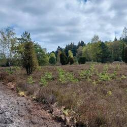 Entlang der Wehlener Heide...