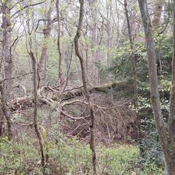 Dann geht's durch einen schönen, abwechslungsreichen Wald.