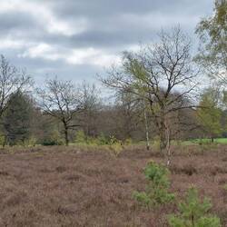 ...und einer kleinen Heidelandschaft.