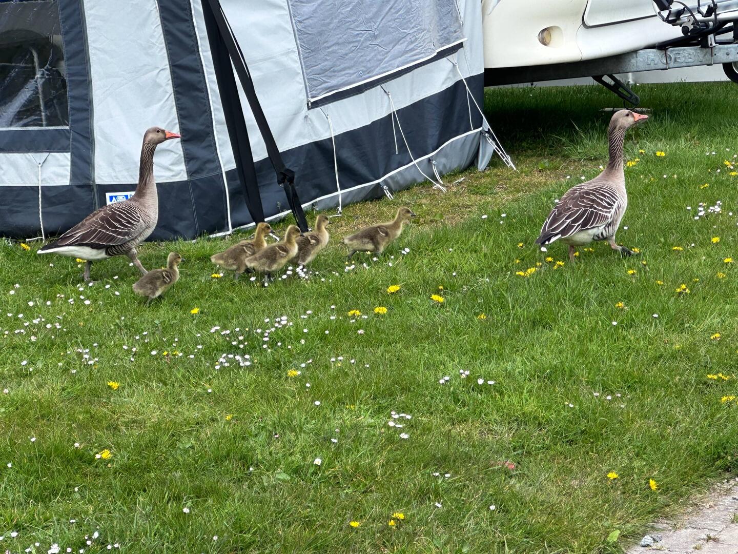 Unsere Gänsefamilie ☺️