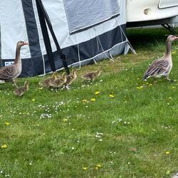 Unsere Gänsefamilie ☺️