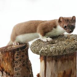 Ermy schätzt es gar nicht, wenn ich das Fenster zum Fotografieren öffne...