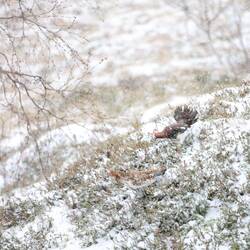 Acky und Schneeweißchen liefern sich eine kleine Jagd