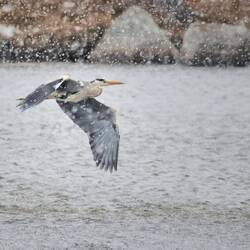 Reiher im Schneetreiben