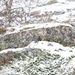 Wer findet den Schneehahn?