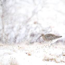 Mein Favorit des Tages: großer Brachvogel im Schnee