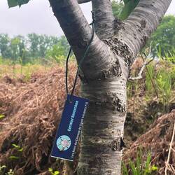Fruit trees donated by friends of the chemin