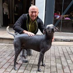 Peruanischer Nackthund