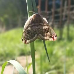 Papillon de nuit
