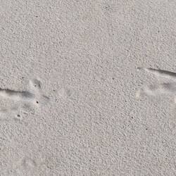 Tierspuren am Strand
