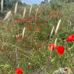 Mohn lässt grüßen!