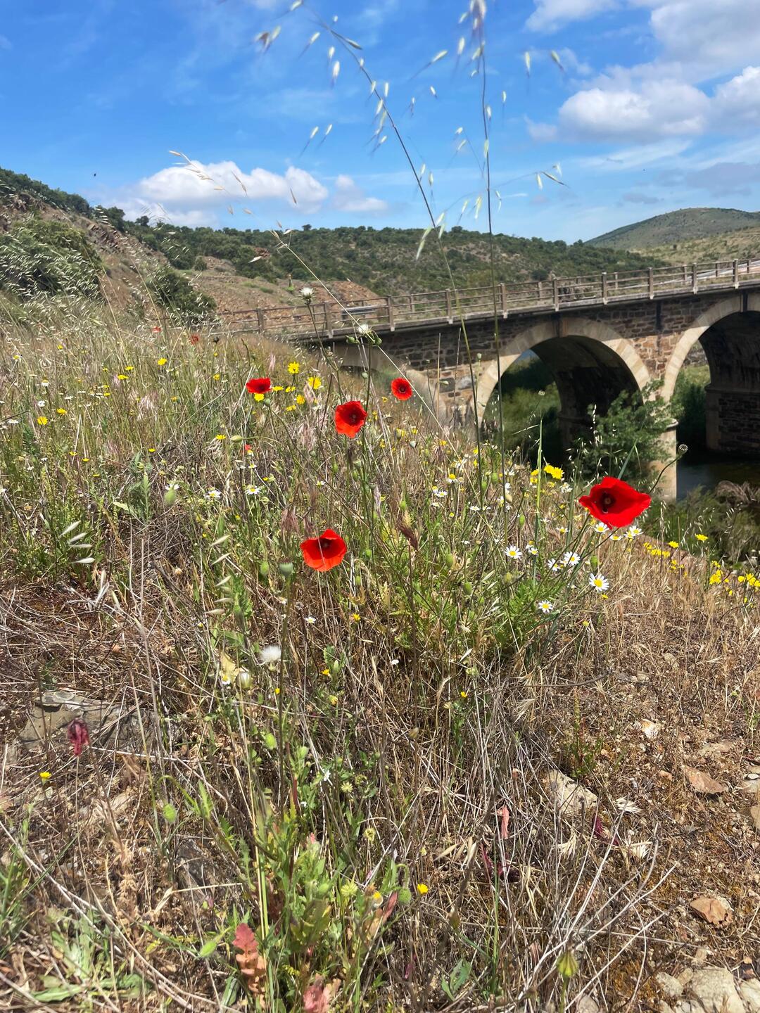 Picknick an alter Brücke