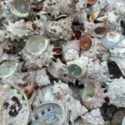 Schalen der Hornschnecke und Seeohren (Abalone)