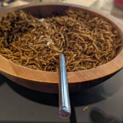 Mealworms for breakfast