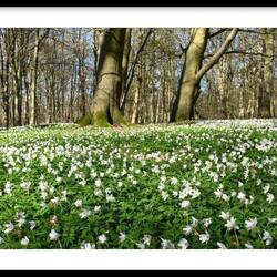 Moderater Anstieg durch den Buchenwald des Kullabergs...