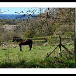 ....und weidende Islandpferde