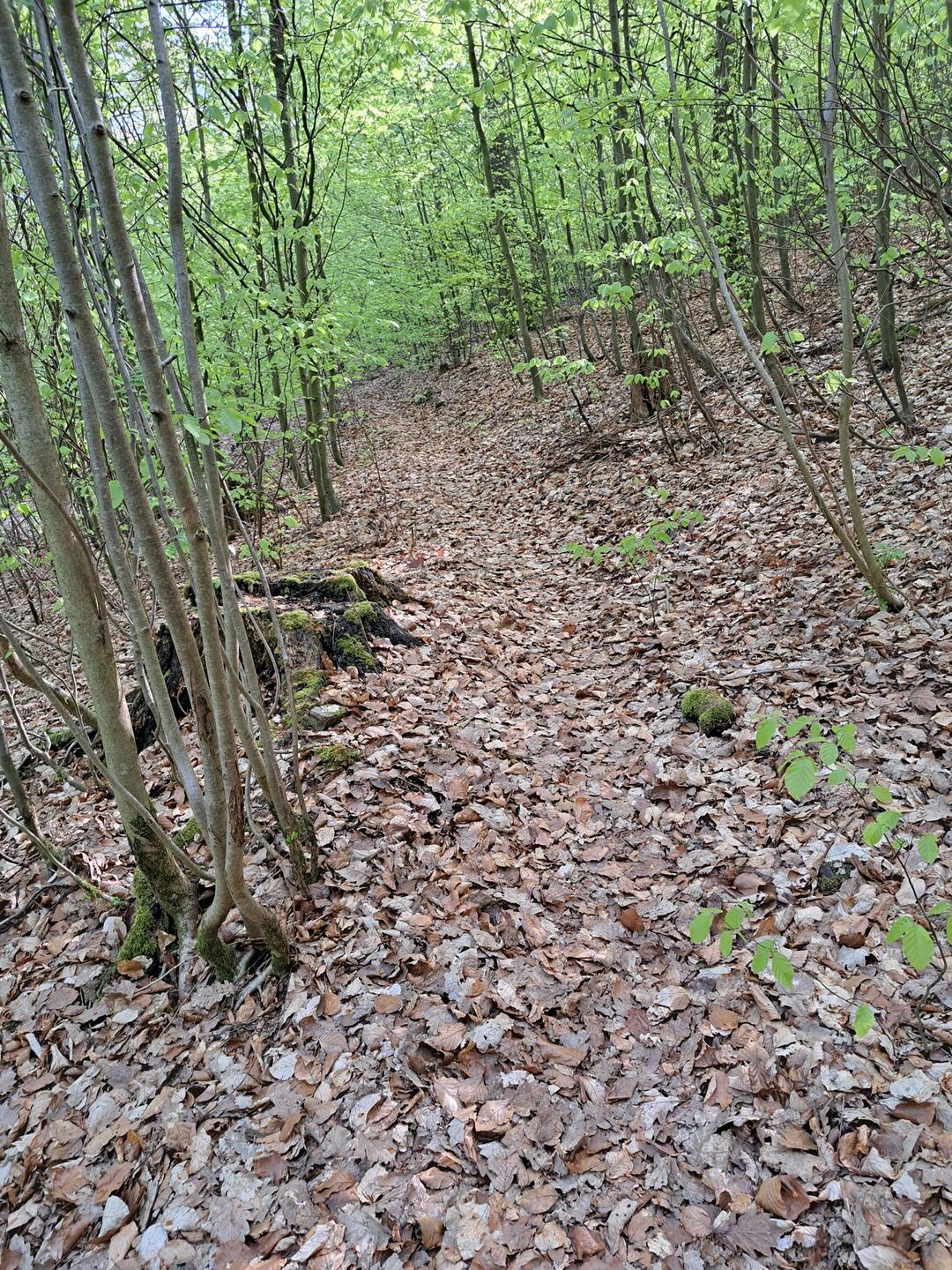 Durch den Wald...
