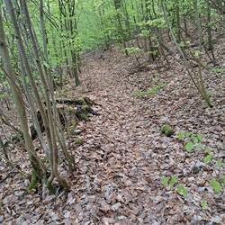Durch den Wald...