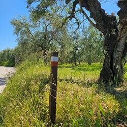 A VF marker