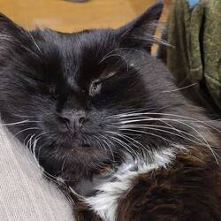 Mr Whiskers was pleased to have his mummy back
