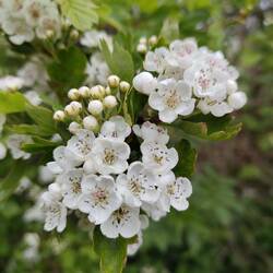 The year's first hawthorne blossom was so fragrant