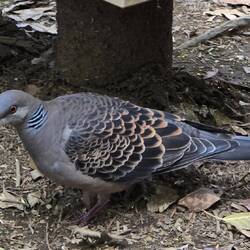 Oriental Dove