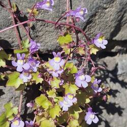 Ivy Leaved Toadflax