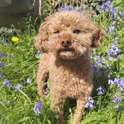 The obligatory 'pup in bluebells' pic